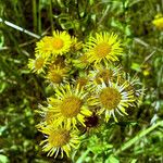 Inula britannica Flower