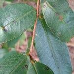 Qualea parviflora Leaf