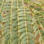 Leucaena leucocephala Leaf