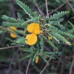 Aeschynomene elaphroxylon फूल