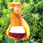 Calceolaria uniflora Інше