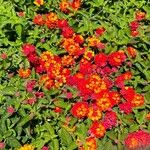 Lantana aculeata L.Λουλούδι