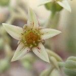Graptopetalum amethystinum Цветок