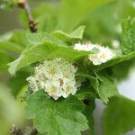 Crataegus maximowiczii Flor