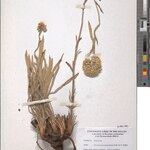 Helichrysum congolanum Other