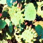 Opuntia aciculata List