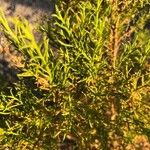 Baccharis sarothroides Hoja