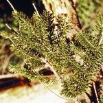 Abies lasiocarpa List