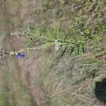 Salvia azurea Leaf