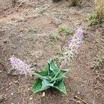 Ledebouria revoluta Цвят