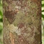 Macoubea guianensis Кора