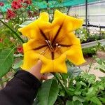 Solandra maximaЦвят