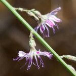 Stephanomeria diegensis Flower