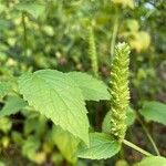 Agastache nepetoides 葉