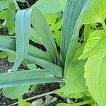 Allium porrum Habit