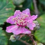 Rubus elegantispinosus फूल