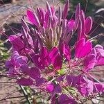 Cleome spinosaFlor