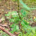 Phyllanthus niruri 葉