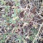 Stylosanthes fruticosa Blatt