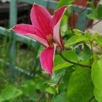 Clematis texensis Floare