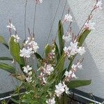 Gaura lindheimeri Blüte