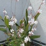 Gaura lindheimeri Cvet