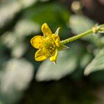 Geum sylvaticum Blüte