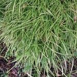 Liriope spicata Leaf