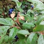 Vaccinium angustifoliumGyümölcs