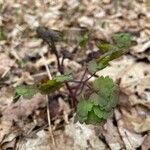 Thalictrum dioicum Hoja