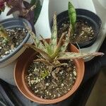 Aloe rauhii 葉