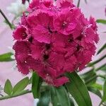 Dianthus barbatus 花