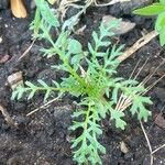 Lepidium didymum 葉