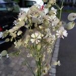 Silene vulgaris Kwiat