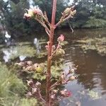 Scrophularia auriculata ഫലം