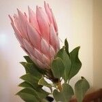 Protea cynaroides花