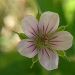 Geranium sibiricumÇiçek
