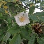 Rosa corymbifera Blomma