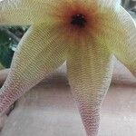 Stapelia giganteaFlower