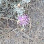 Centaurea paniculataBlüte