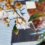 Lagerstroemia indicaFlower