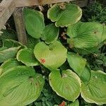 Hosta plantaginea Blad