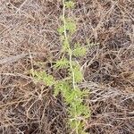Faidherbia albida Blatt
