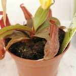 Nepenthes alata Blatt