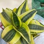 Sansevieria trifasciata葉