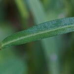 Alysicarpus vaginalis Leaf