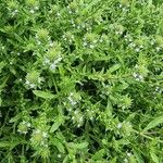 Verbena bracteata Blatt