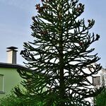 Araucaria araucana Habit