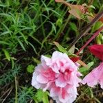 Clarkia unguiculata Blüte