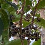 Lophostemon confertus Fruitua